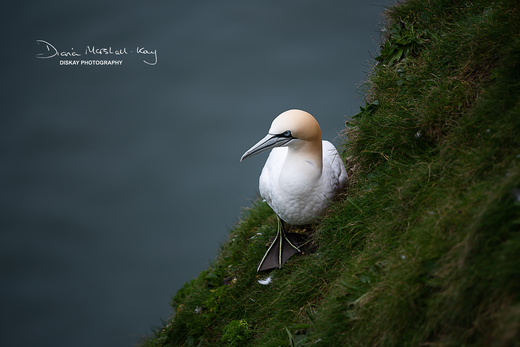 DSC_5725-Edited-Website