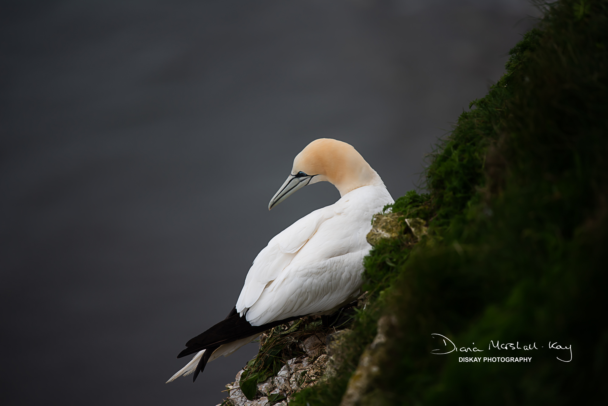 DSC_5744-Edited-Website