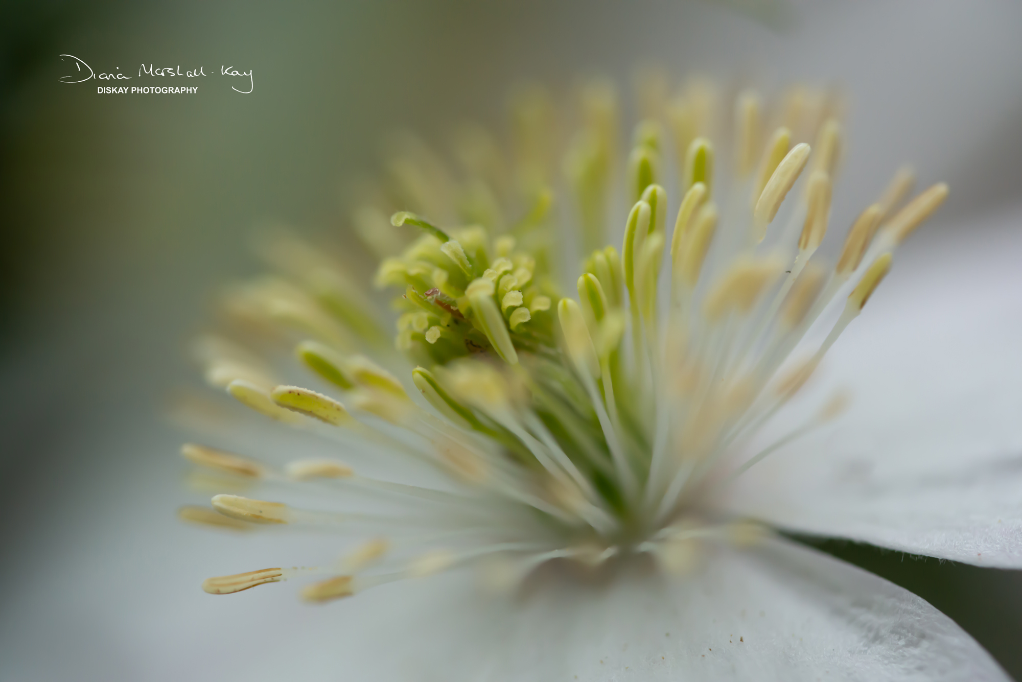 DSC_3381-Edited-Website