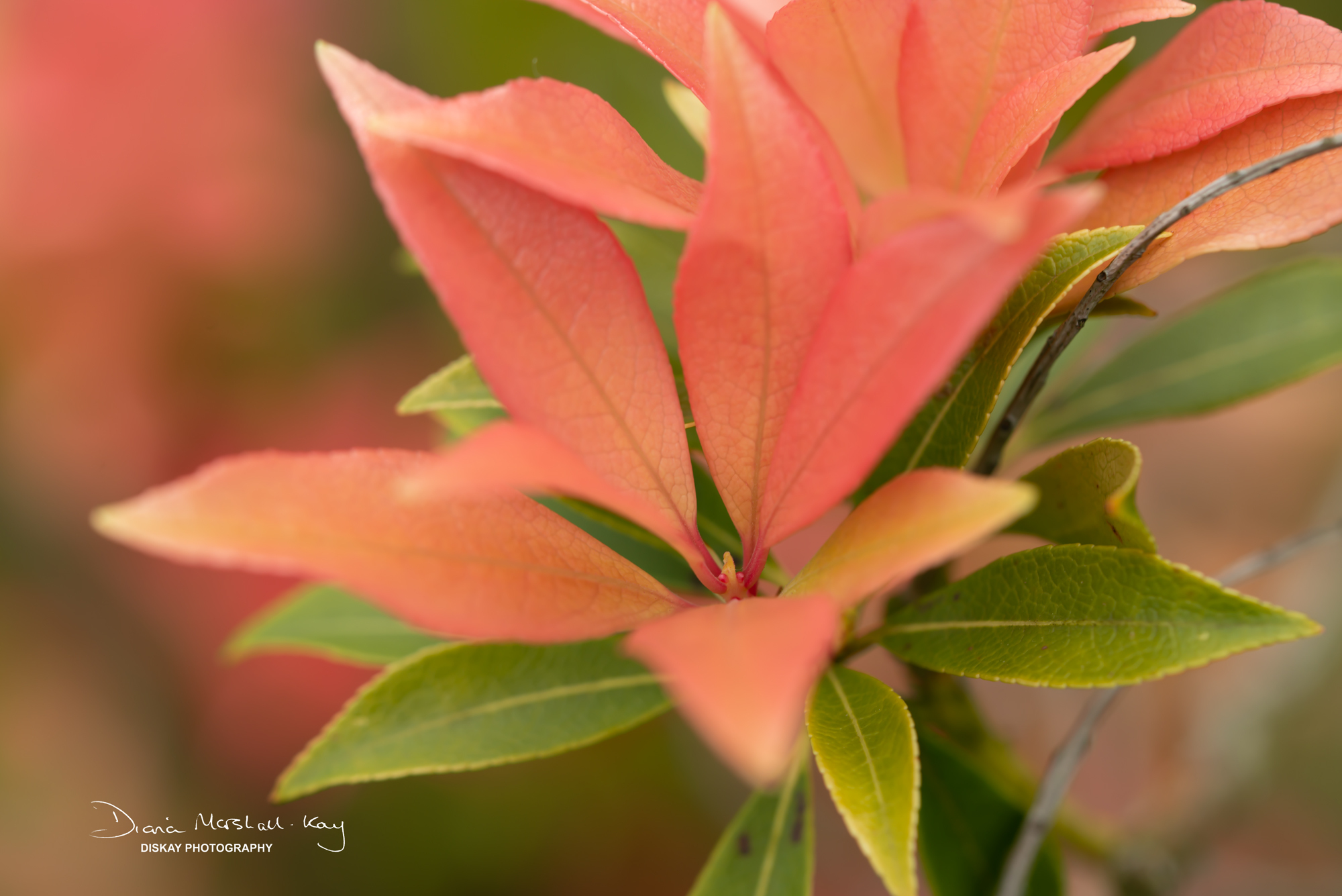 DSC_3391-Edited-Website