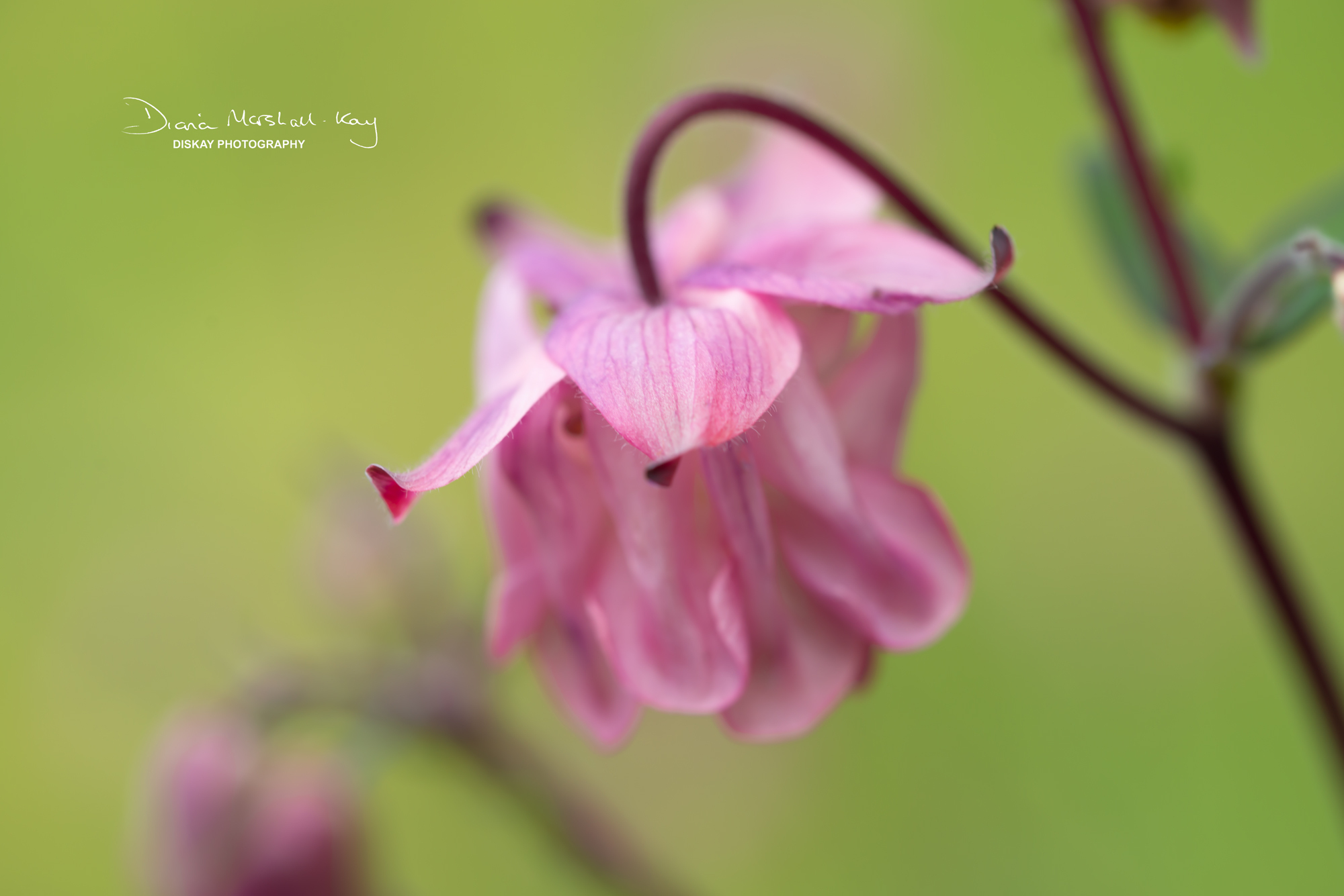 DSC_3395-Edited-Website