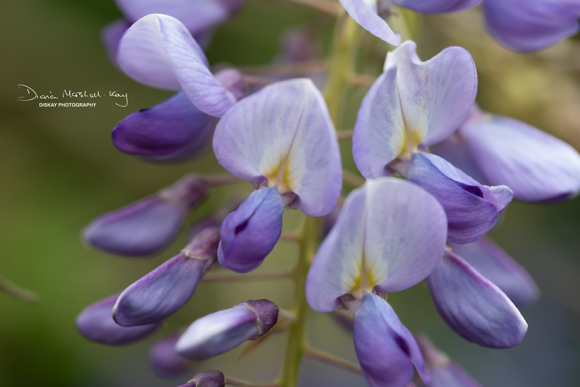 DSC_3397-Edited-Website