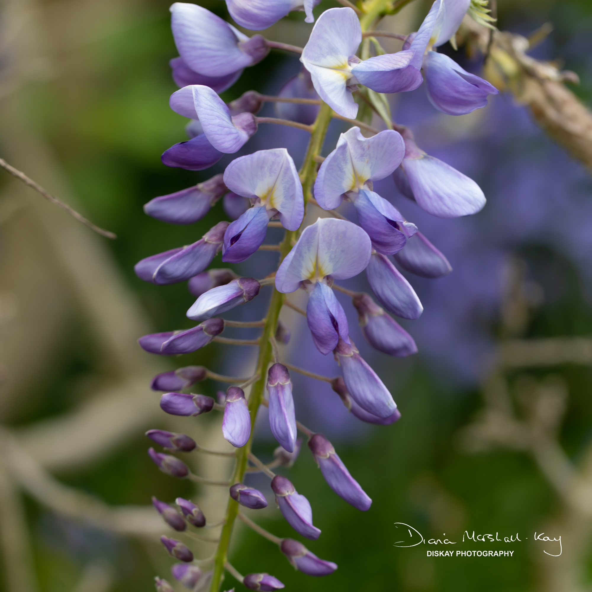 DSC_3399-Edited-Website