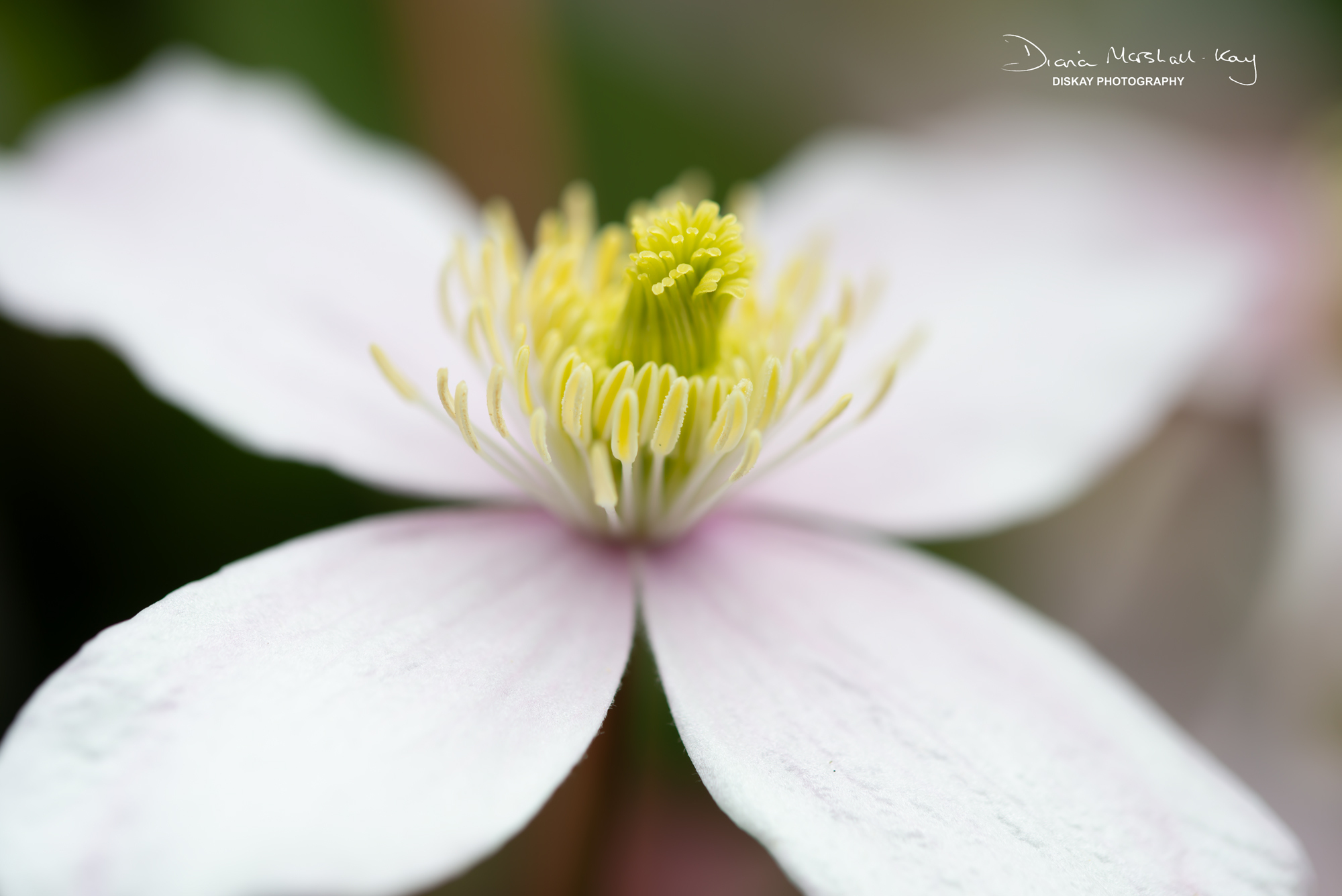 DSC_3401-Edited-Website