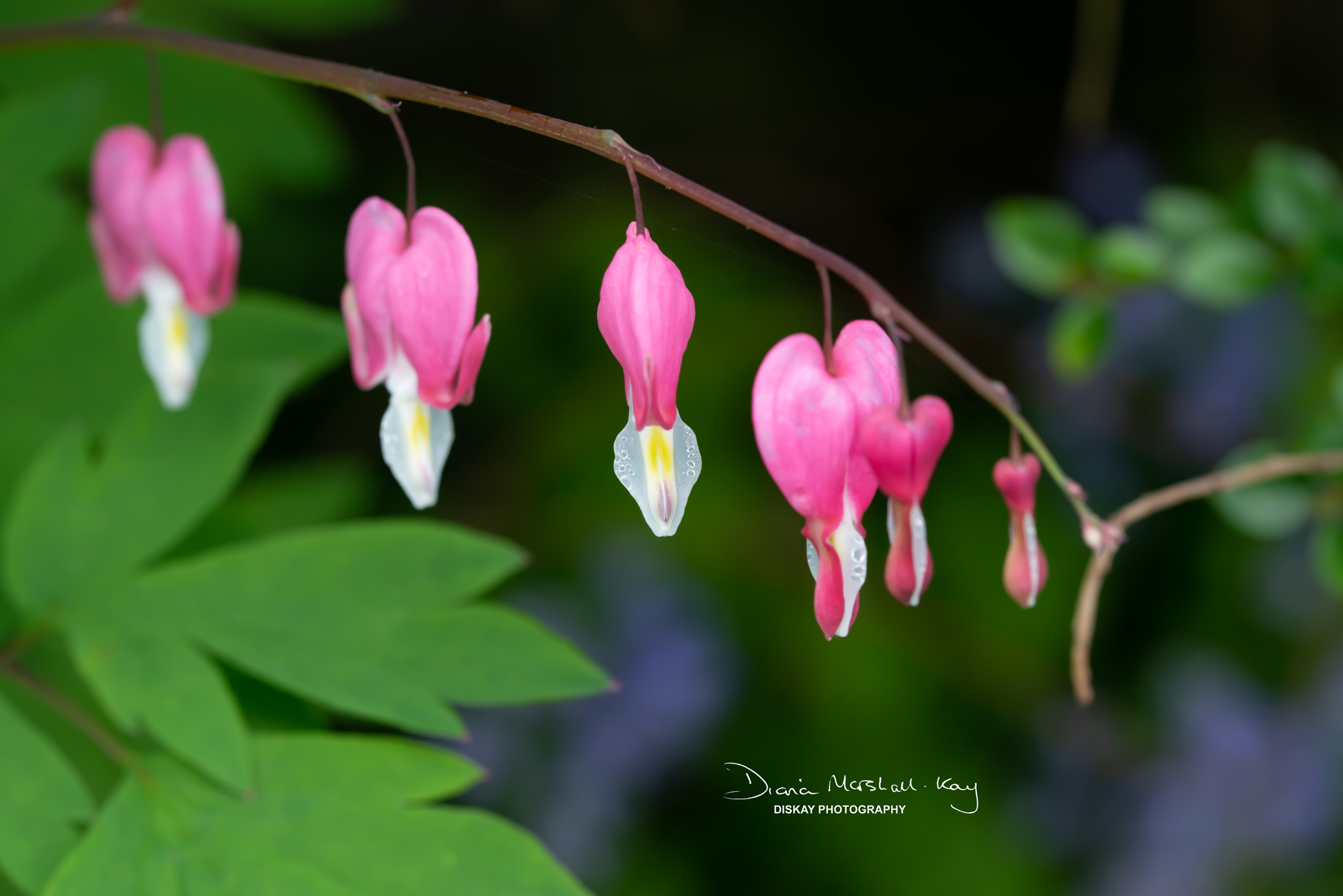 DSC_3411-Edited-Website