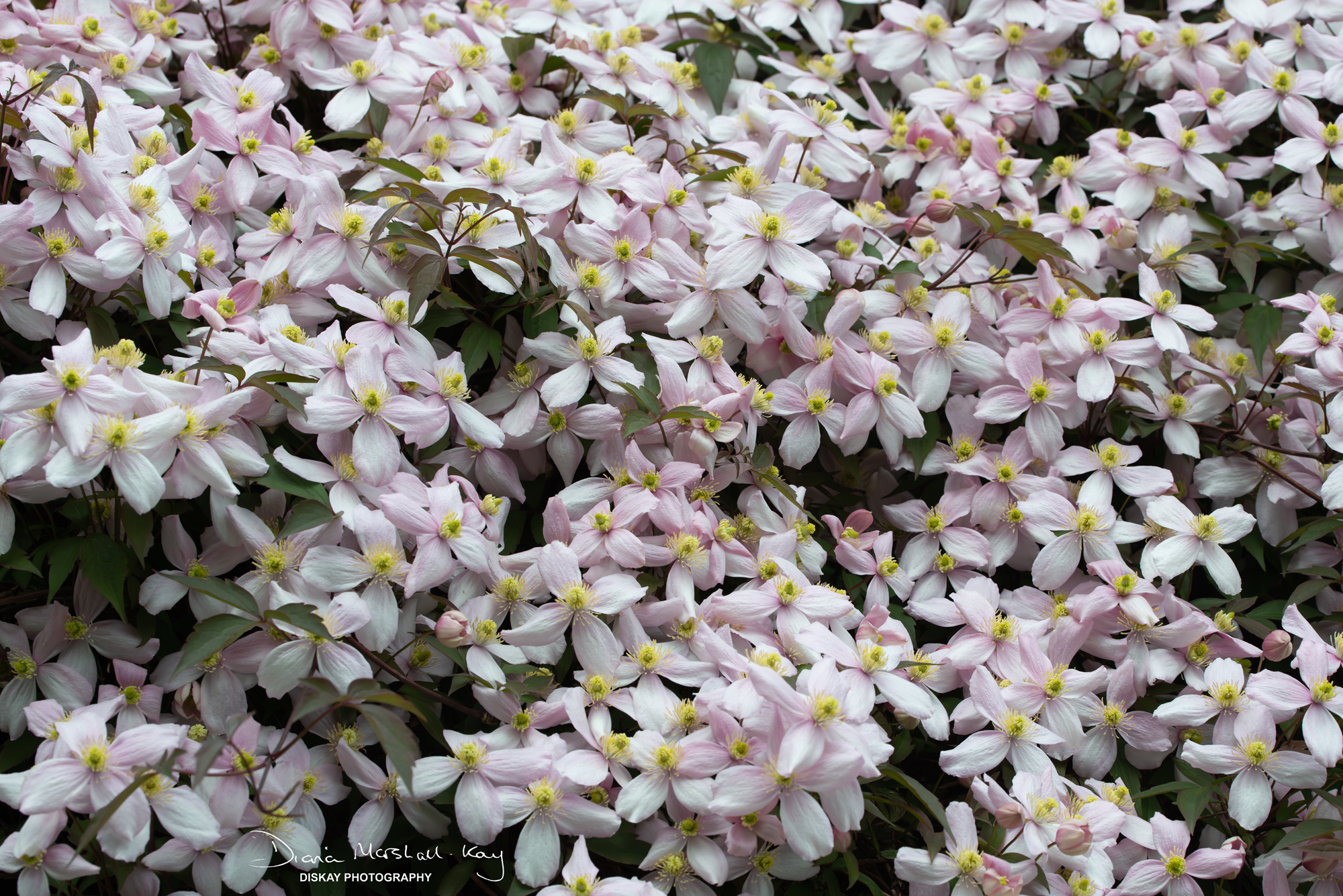 DSC_3412-Edited-Website