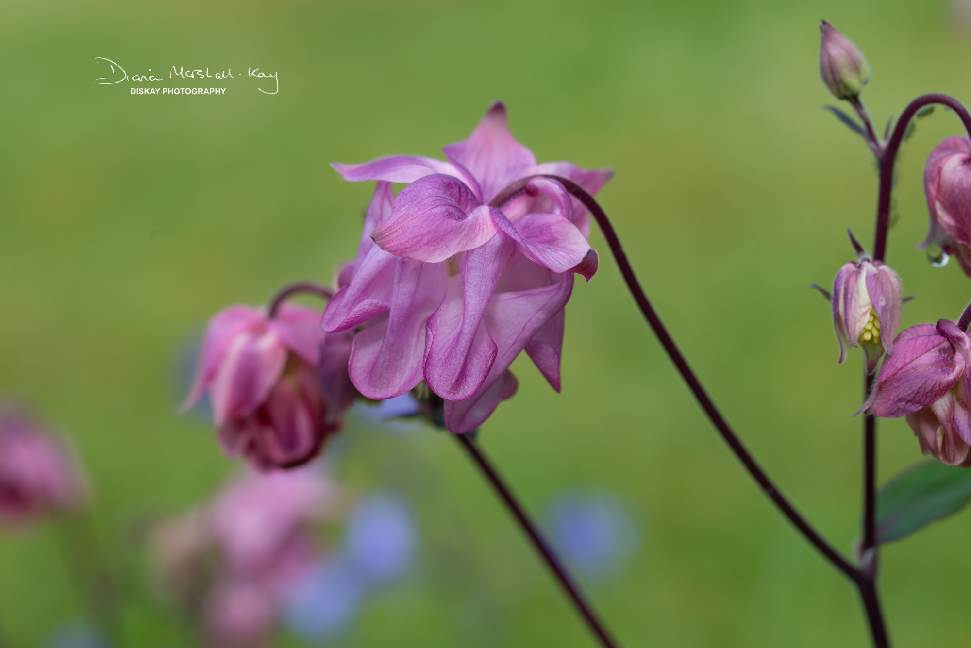 DSC_3418-Edited-Website