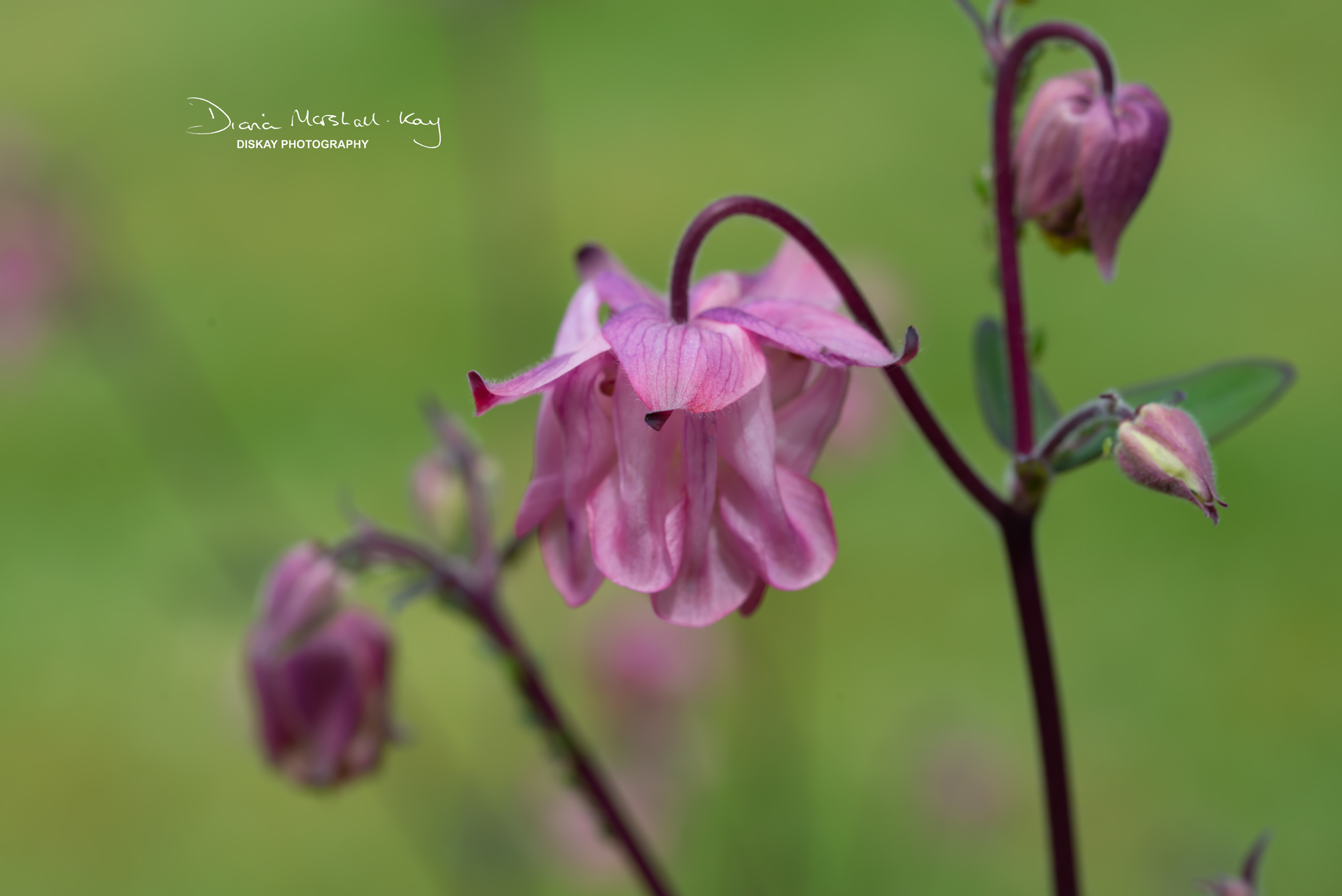 DSC_3419-Edited-Website