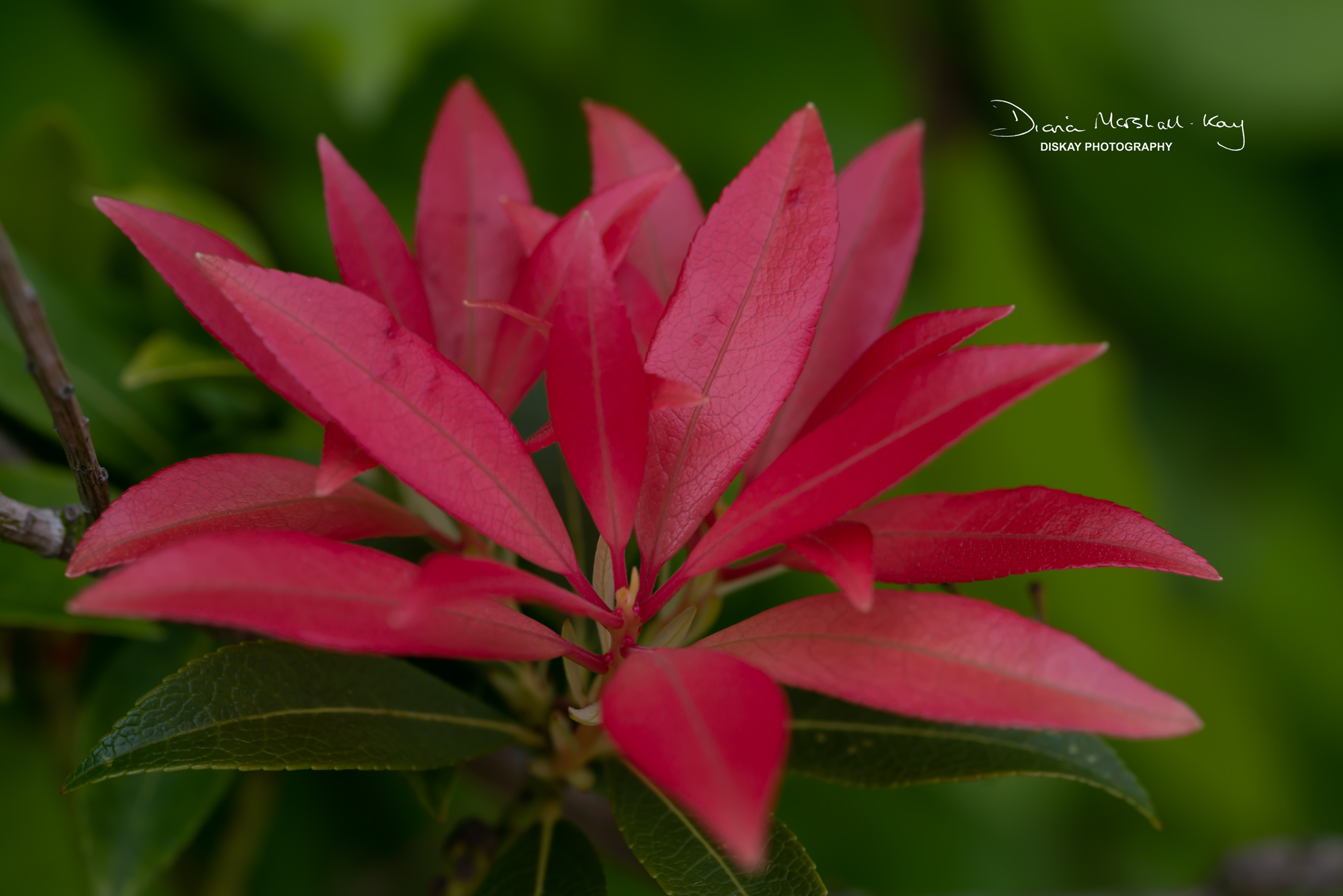 DSC_3426-Edited-Website