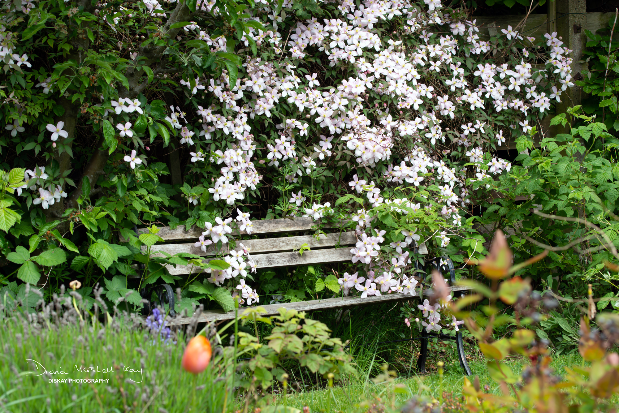 DSC_3431-Edited-Website
