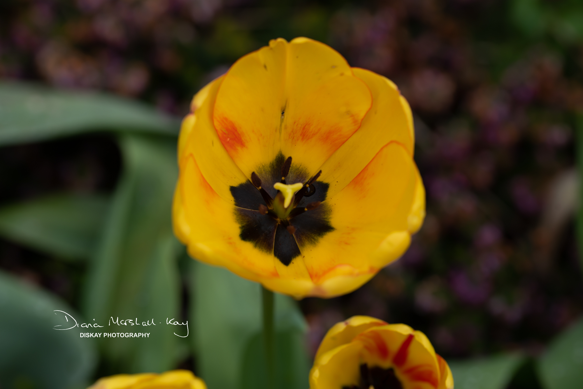 DSC_5637-Edited-Website
