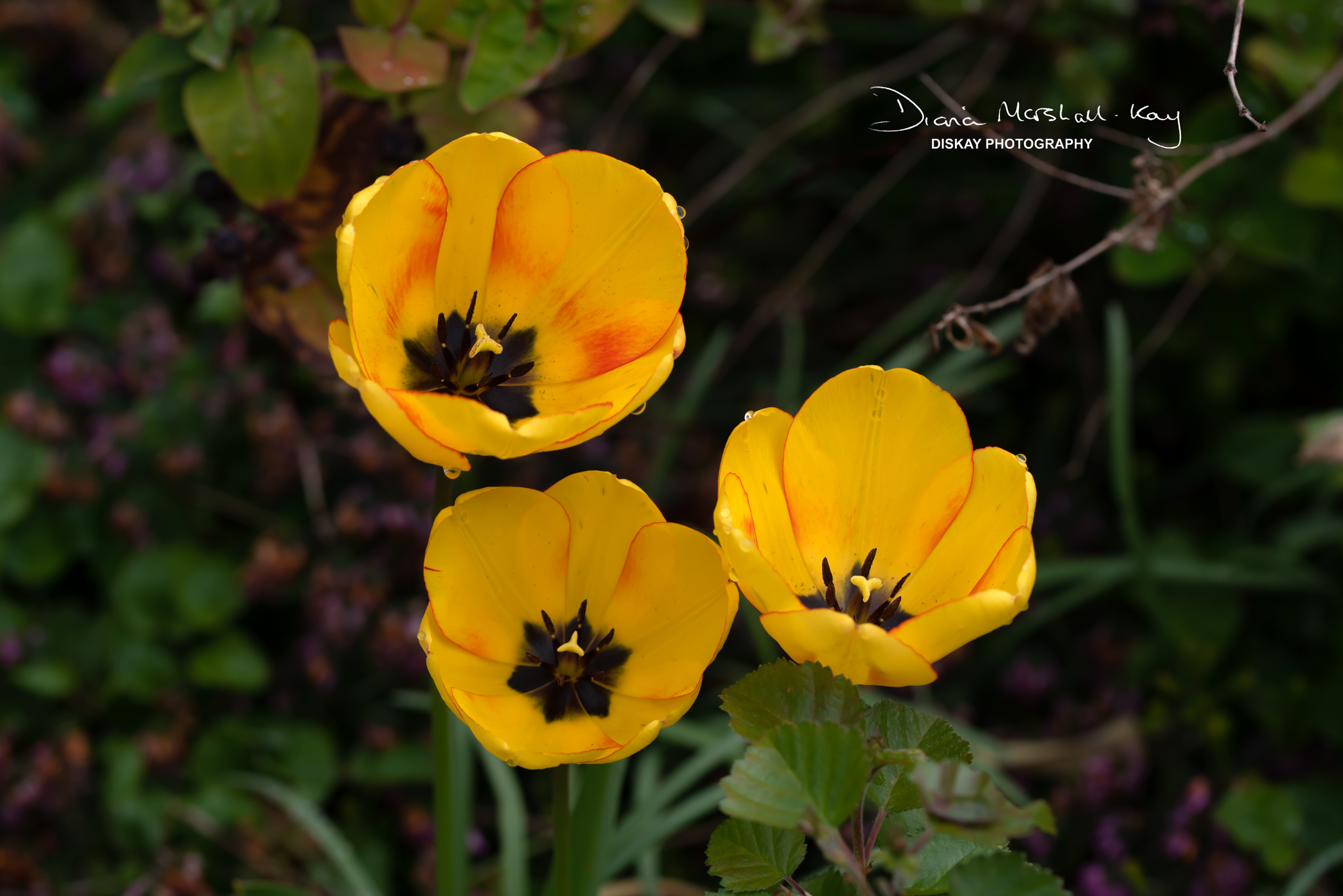 DSC_5638-Edited-Website
