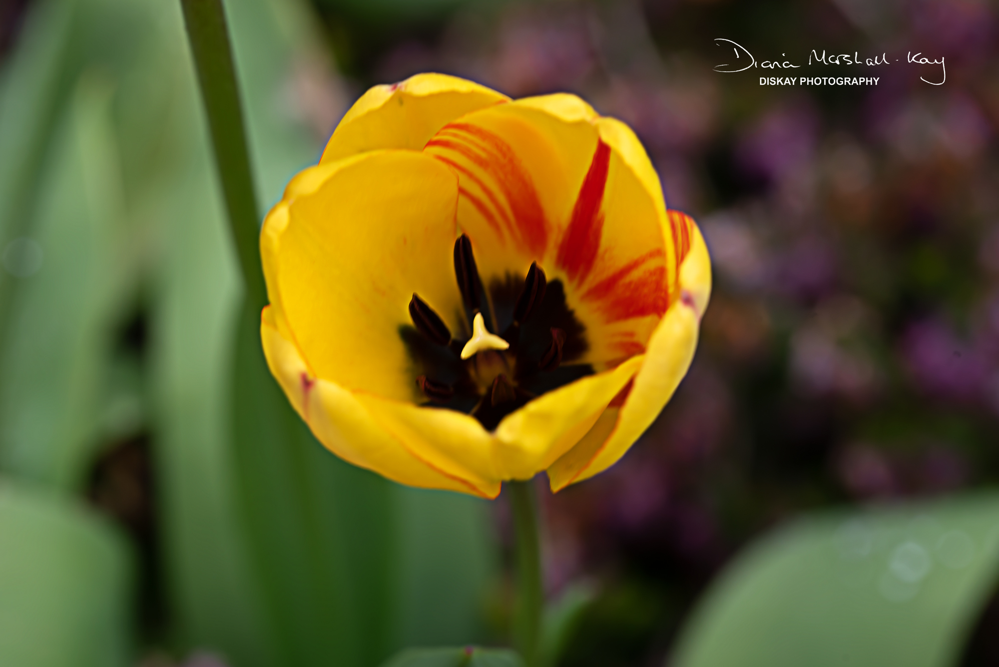 DSC_5639-Edited-Website