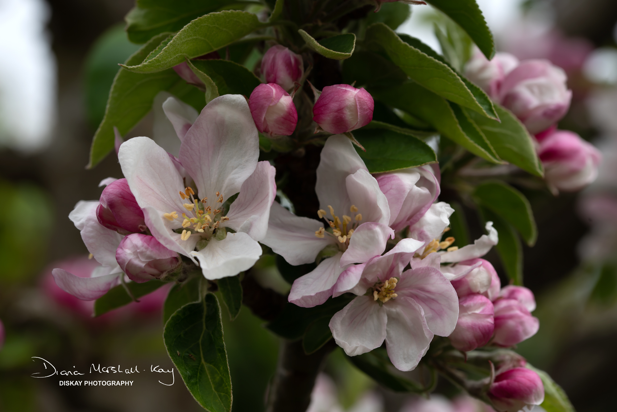 DSC_5640-Edited-Website