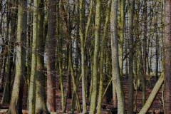 DSC_1872-Grain2