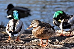 DSC_1880-Website