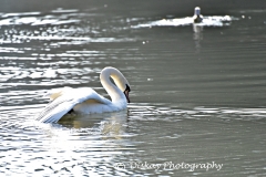DSC_1901-Website