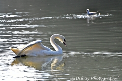 DSC_1902-Website