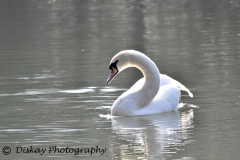 DSC_1907- Website