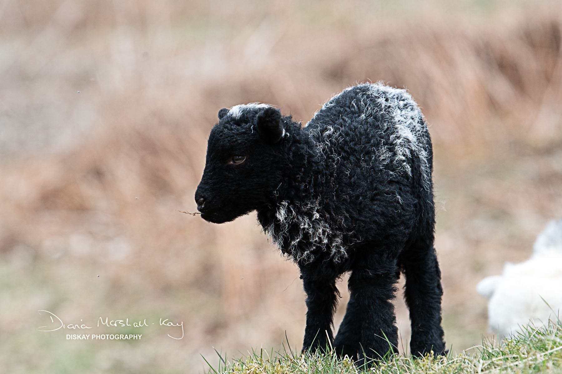 DSC_0877-Website