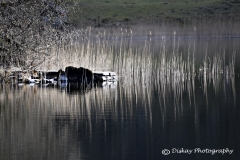 _DSC2036-Website