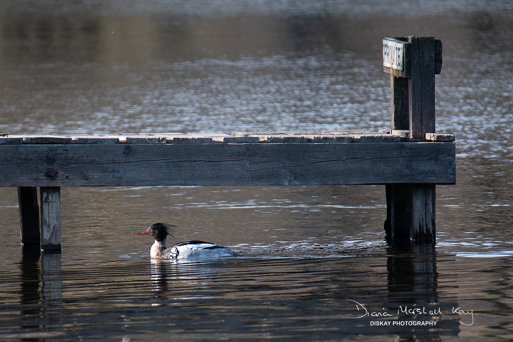 DSC_0920-Website