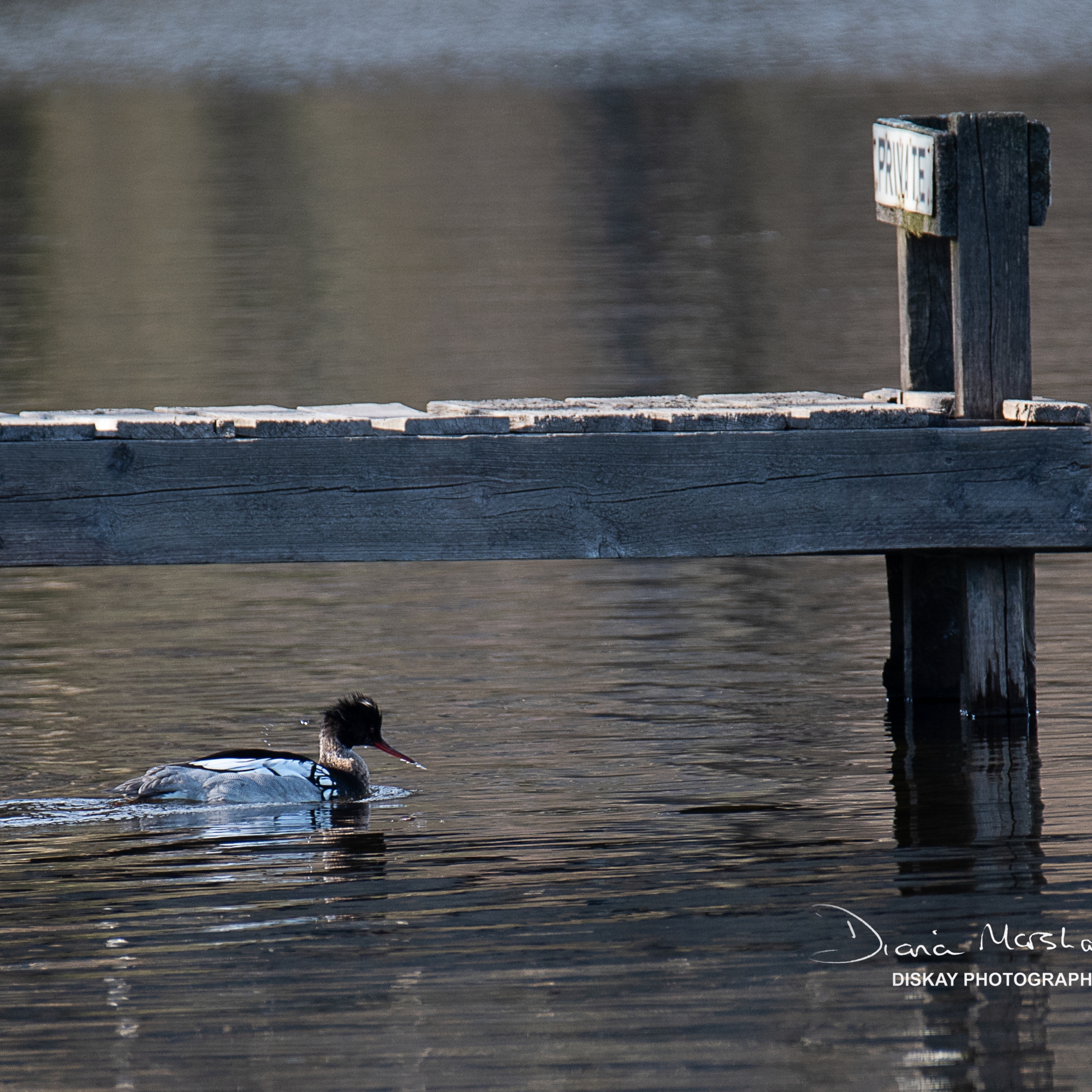 DSC_0922-Website