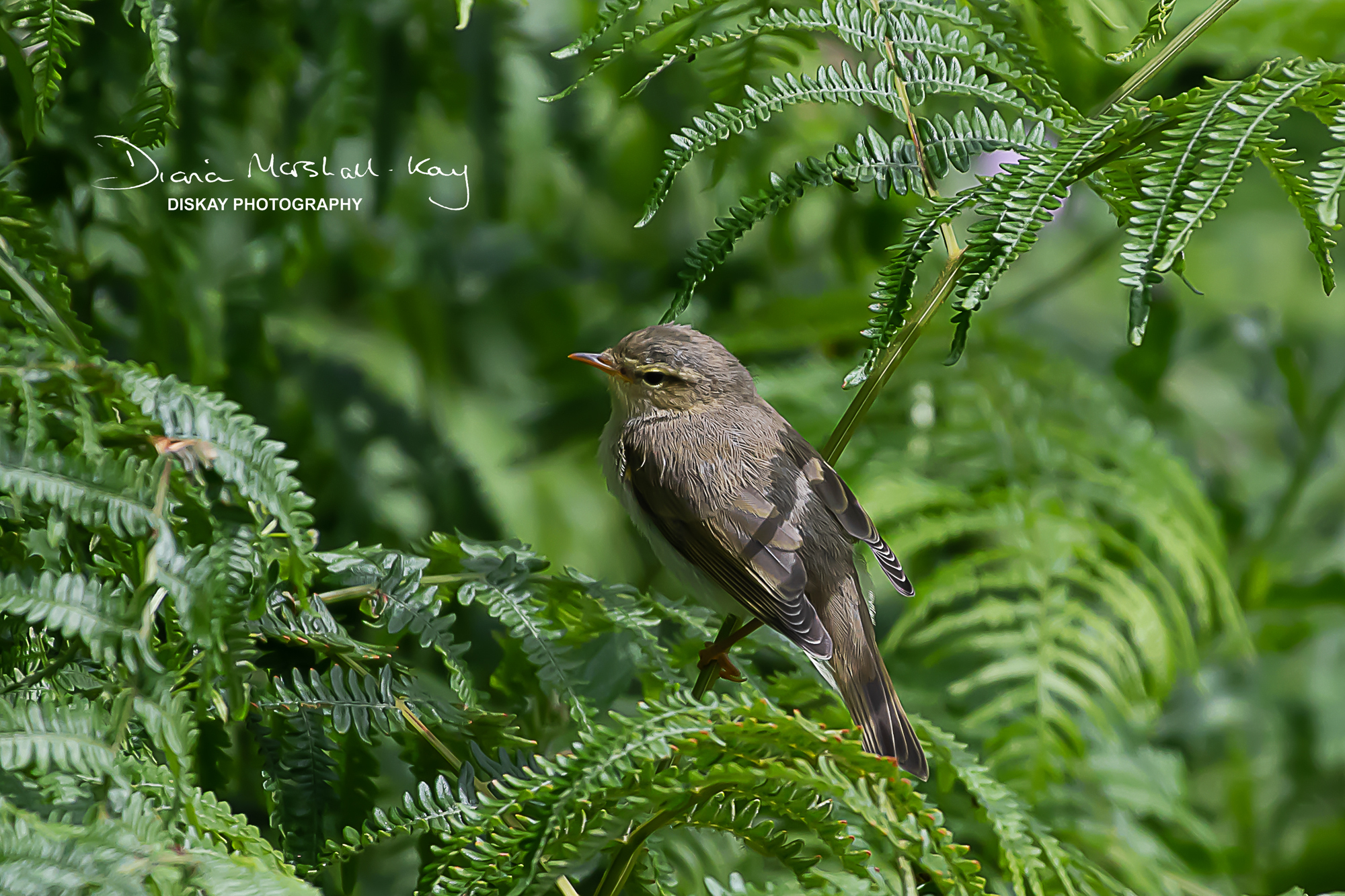 DSC_2094-Edited2-Website
